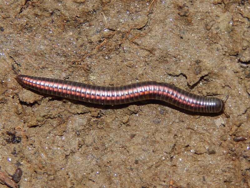 Myriapoda da ID